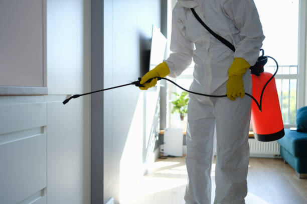Best Emergency Mold Remediation in Morningside, MD