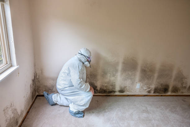 Best Basement Mold Remediation in Morningside, MD